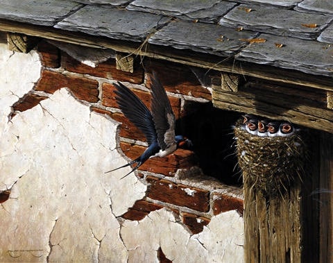 ralph-waterhouse-swallow-returning-to-the-nest